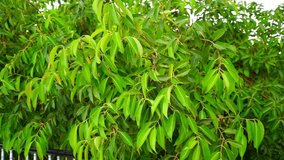 Swinging green leaves pattern of Java Plum or Jamun with greenish leaves pigment. Java plum branches footage.