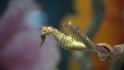 Slow motion of Seahorse eating artemia