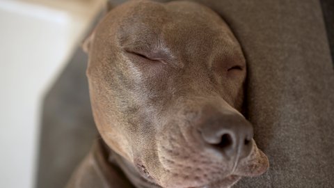 Pit bull dog sleeping then wakes up and opens his eyes. Pitbull is getting into bed.