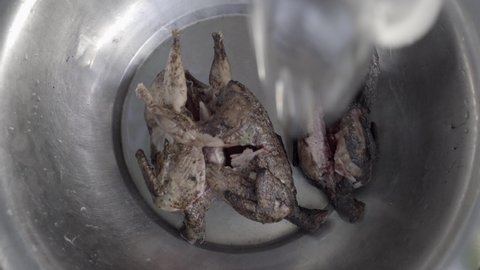 Imphal , Manipur , India - 04 15 2019: Whole gutted seared quail are washed in bowl in traditional food prep