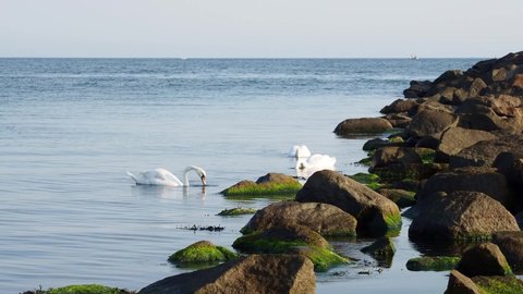 White swans swimming near the coast of baltic sea in Rostock Warnemuende