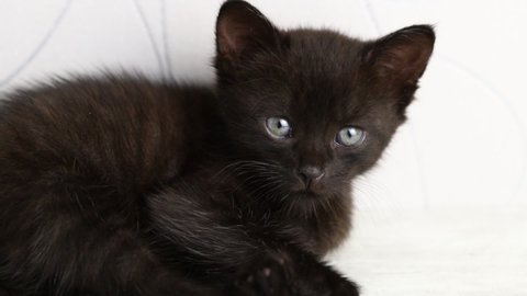 Little cute black kitten hiccups.