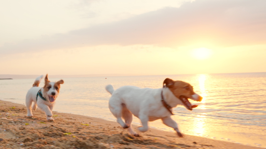 Portrait dogs Jack Russell Terrier Parson play on sand by sea against background of blue clouds looks at owner, moving its ears against backdrop of rising pink sun disk at sunrise summer. Pet walking Royalty-Free Stock Footage #1075935080
