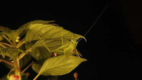 Camouflaged male katydid on leaf.
Those green bugs that look like leaves are called true katydids.
We were so closed to this wondrous green insect that we observed its antenna moving.
Wild nature