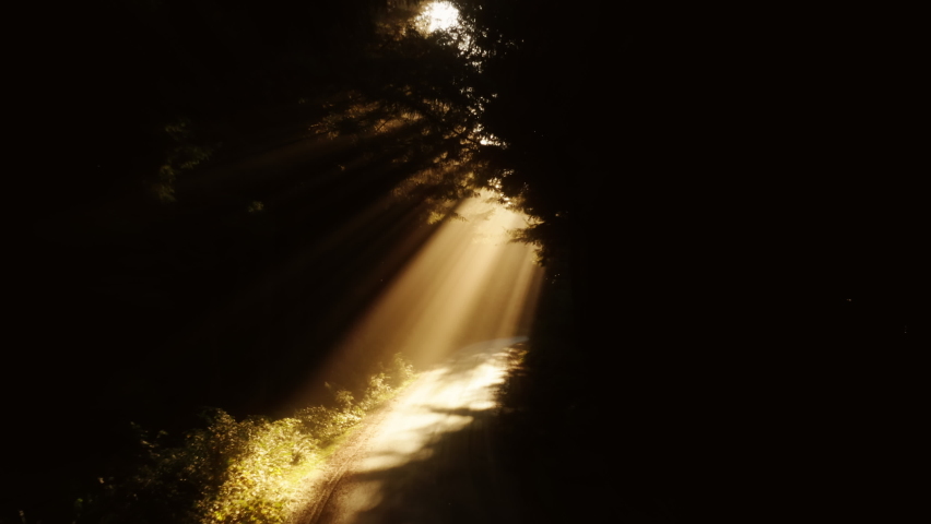Mysterious golden sun rays shining through magnificent pine tree woods with dense glare and flare. Magical forest, scenic aerial nature 4K footage. Cinematic sunlight in forest mist. Morning autumn 4K