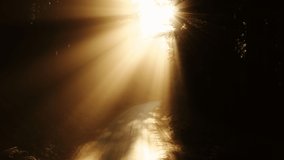 Mysterious golden sun rays shining through magnificent pine tree woods with dense glare and flare. Magical forest, scenic aerial nature 4K footage. Cinematic sunlight in forest mist. Morning autumn 4K - Powered by Shutterstock - Get 15% off with code: PIKWIZARD15