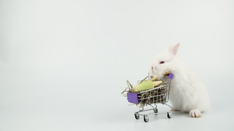 Adorable furry bunny pushing shopping cart with dry timothy grass and fresh corns over isolated white background.Newborn baby rabbit with shopping cart looking something.Easter and shop online concept