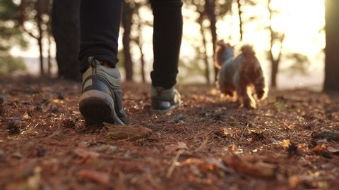 hiker feet walking the dog in the park forest. travel concept. close-up of a leg man walking with a dog in the park in the forest. pet dog walk concept. journey hiker sneakers walking close-up park