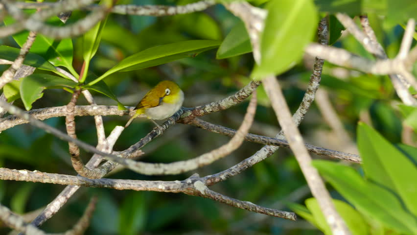 Oriental White-eye (Zosterops palpebrosus) mangrove habitat. Royalty-Free Stock Footage #10759442