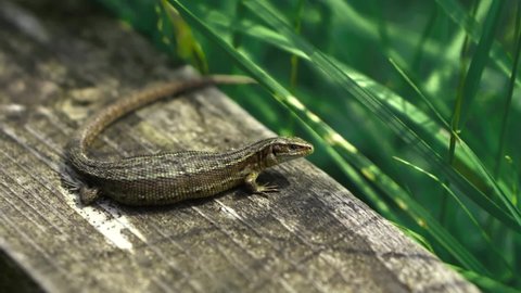 A small newt in a field of long green grass