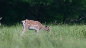 Fallow deer searchs food on the forest meadow and watch, june,  (dama dama), germany