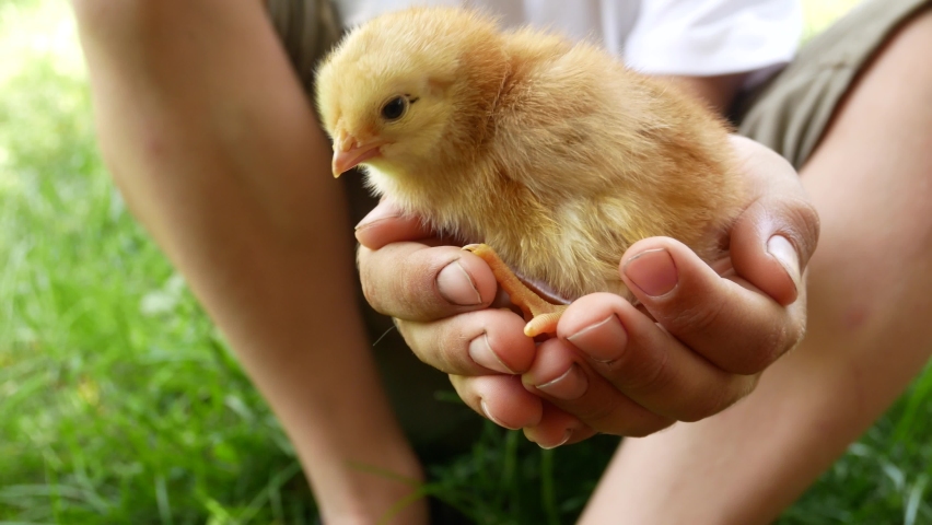 The child is holding a small yellow chicken. Communication of a child with animals, animal therapy Royalty-Free Stock Footage #1075948595