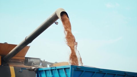 Unloading grains into truck by unloading auger. Ripe wheat grain falling from combine auger into cart. Wheat harvesting on field in summer season. Process of gathering crop by agricultural machinery