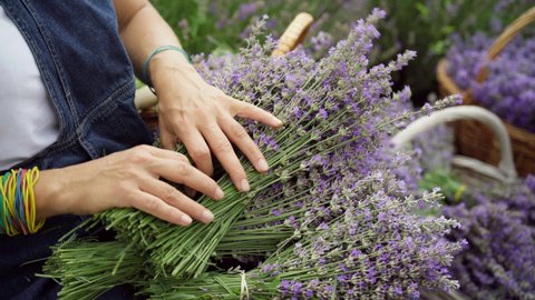 Close-up female hands making bouquets of lavender outdoors. Unrecognizable confident woman holding flowers sitting on summer field. Floristics and horticulture