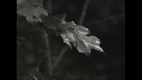 1940s: Dewy leaf. Dewy leaves rustle in breeze.