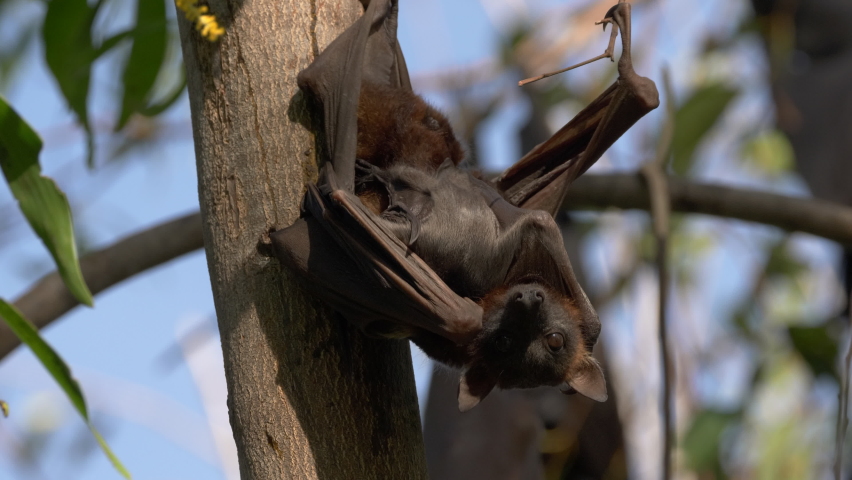 close up of a roosting adult and baby black flying fox or black fruit bat (Pteropus alecto) at nitmiluk gorge in nitmiluk national park of the northern territory Royalty-Free Stock Footage #1075964102