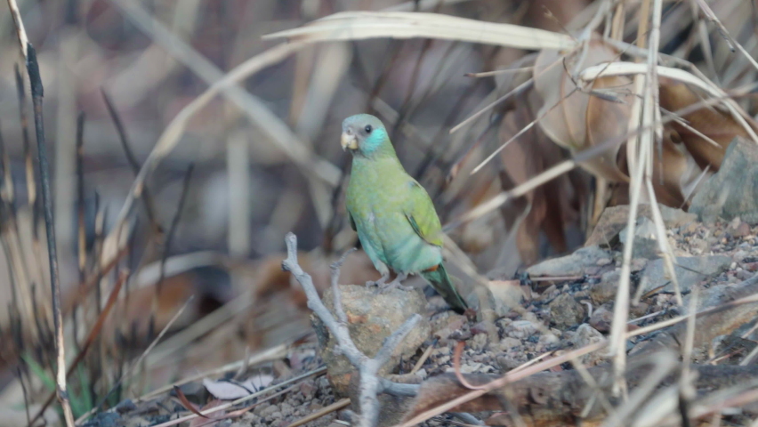 female hooded parrot feeding on the ground at pine creek in the northern territory of australia