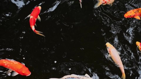 colorful koi fish swimming in pond with fresh clear water.