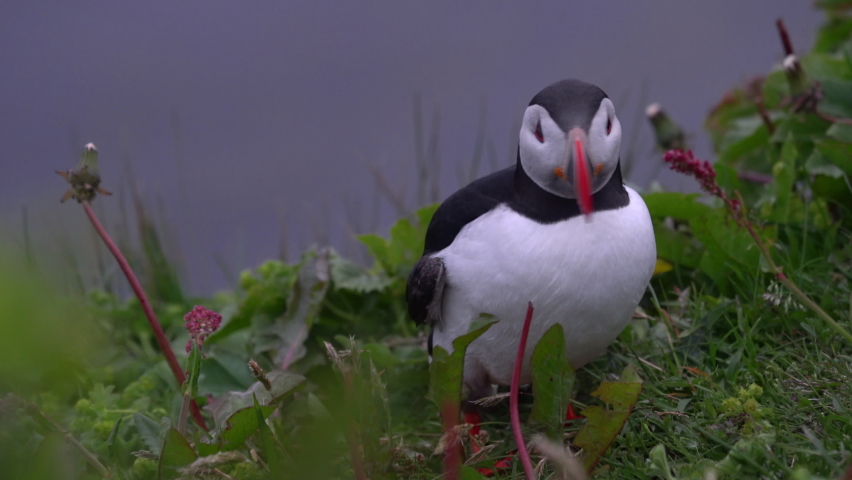 Cinematic macro shot of wild puffin at dusk in Iceland