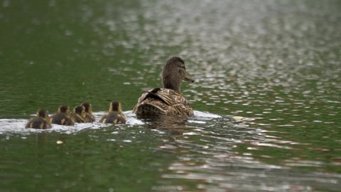 Ducklings in single row waddle across rippling lake follow Mother Duck