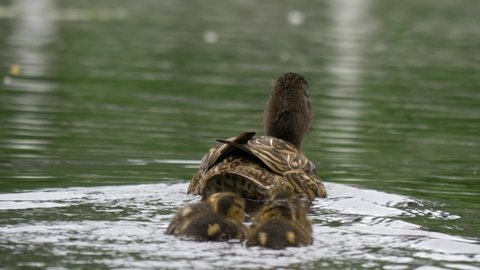 Brown Mallard Hen guiding young ducklings though rippling pond waters