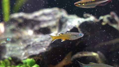 水槽 熱帯魚 の動画素材 4k Hd動画クリップ Shutterstock 水槽 熱帯魚 の動画素材 4k Hd動画クリップ Shutterstock