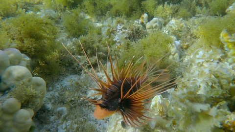 Radial Firefish or Red sea lionfish (Pterois radiata, Pterois cincta) swims above seabed covered with Peacock's tail (Padina pavonica), Brown algae (Sargassum sp.) and Red algae (Liagora viscida)