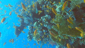 VERTICAL VIDEO: Colorful tropical fish swims on coral reef on blue water background. Underwater life in the ocean. Arabian Chromis (Chromis flavaxilla) and Lyretail Anthias (Pseudanthias squamipinnis)