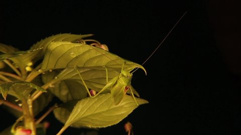 Camouflaged male katydid on leaf.
Those green bugs that look like leaves are called true katydids.
We were so closed to this wondrous green insect that we observed its mouth moving and one leg.
Nature