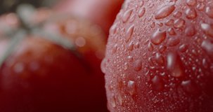 Close up shot of tasty fresh organic tomato. Water drop slowly falling from juicy vegetable. Foof and drink, vegetarian products 4k footage