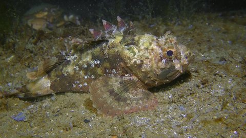 Black scorpionfish (Scorpaena porcus) lies at the bottom, crab creeps in the background.