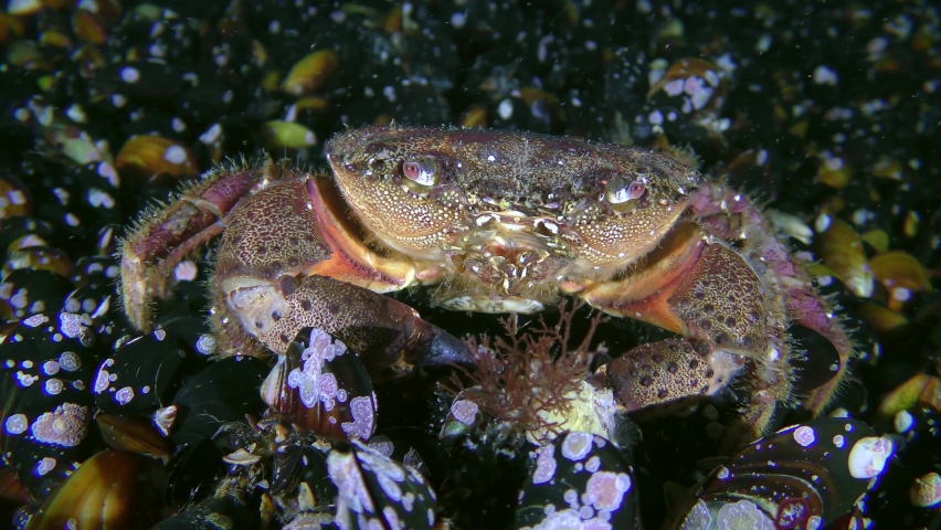 Warty crab or Yellow shore crab (Eriphia verrucosa) sits at the bottom and moves a mustacheThe female Warty crab or Yellow shore crab (Eriphia verrucosa) sits at the bottom and moves its antennae.