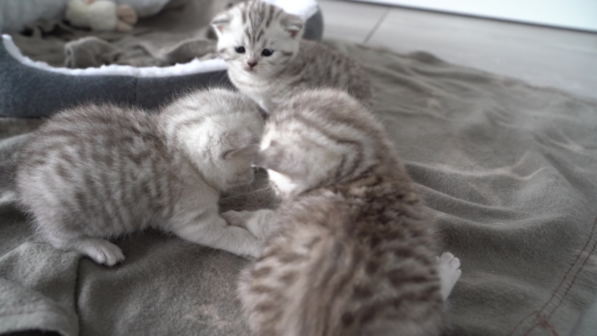 Three baby cat siblings are playing with each other. The cats are british shorthair cats with blue eyes. Royalty-Free Stock Footage #1075987733