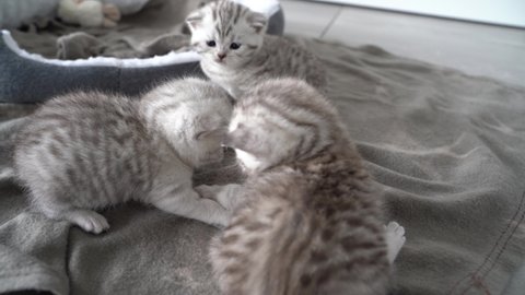 Three baby cat siblings are playing with each other. The cats are british shorthair cats with blue eyes.