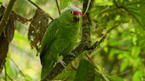 Red-lored Amazon or Red-lored Parrot - Amazona autumnalis, amazon parrot, native to tropical regions of the Americas, from Mexico south to Ecuador, standing and feeding on the branch in the forest. 