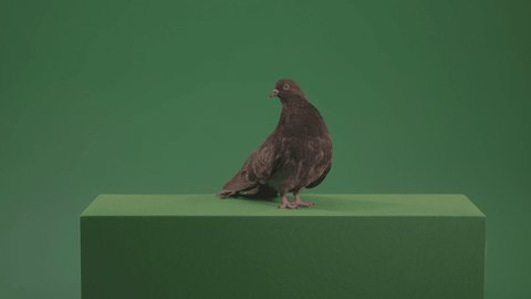 Great Pigeon Bird looked around isolated on green screen. Gray pigeon behaving naturally on green chromakey background. Animal green screen footage for keying and video composing.