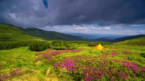 Accelerated video of setting up an orange tent at a tourist camp on a mountain top in the Carpathians in summer when rhododendron flowers bloom