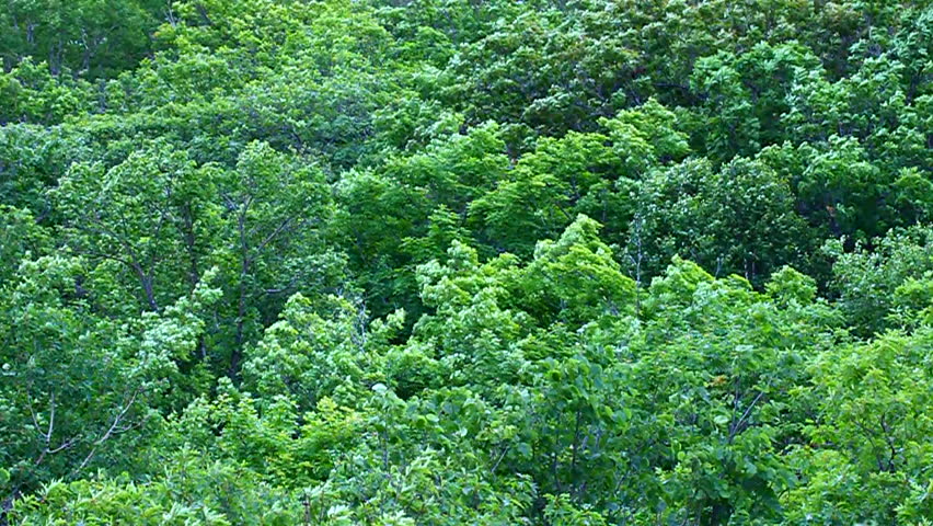 Deciduous forest trees at Porcupine Mountains Wilderness State Park in northern Michigan