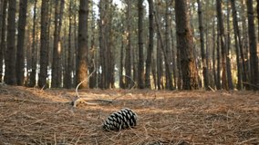 Save the planet. Woodland Pine forest trunks Pine cone slide forward in summer sun sunset. Lens flares. Branches and cones lie on ground. Nature. Freedom  - Powered by Shutterstock - Get 15% off with code: PIKWIZARD15
