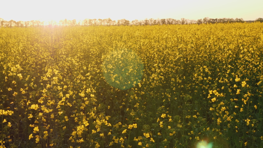 Cultivation of rapeseed in agricultural fields. Blooming yellow rapeseed flowers in a field at sunset Royalty-Free Stock Footage #1075996244