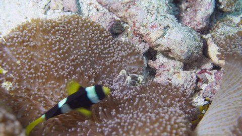 Porcelain crab fighting with anemone clown fish
