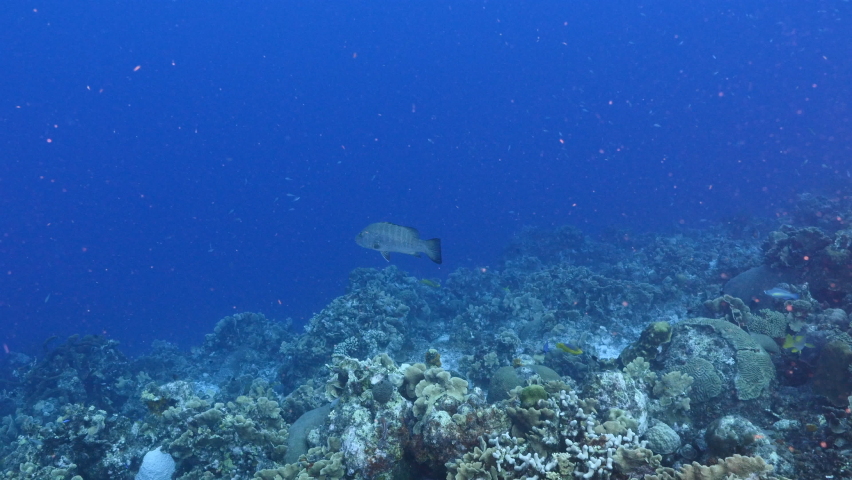 Seascape with Cubera Snapper, coral and sponge in coral reef of Caribbean Sea, Curacao