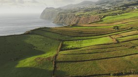 Overhead shot of domestic cows grazing on evergreen meadows at cliffs of Sao Jorge island at atlantic ocean, Azores, Portugal, Europe. Farm animals pasturing in fields. 4k footage with copy space