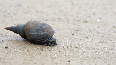 Close up HD video of wild snail crawling in the sand.