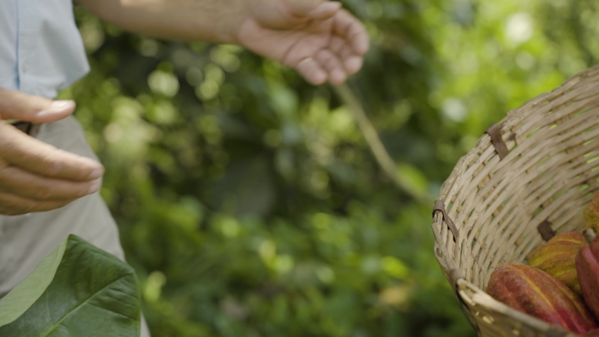 Man cutting bright red ripe cocoa pods open beans drying showing the raw seeds picked cocoa pod in a basket drying cocoa beans