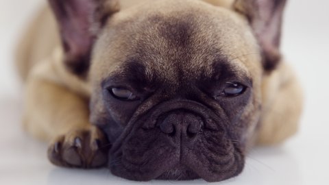 Adorable french bulldog puppy resting and looking curiously around against white
