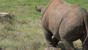 This epic wildlife video shows a massive wild rhino turning a corner and walking away.
