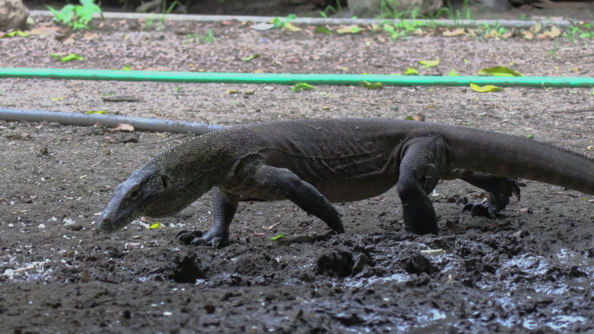 MS Komodo dragon (Varanus komodoensis) walking and feeding, Komodo Island, East Nusa Tenggara, Indonesia