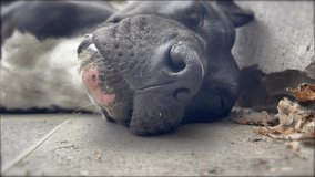 Closeup muzzle of a sleeping female dog of American pit bull terrier (APBT). Domestic Pit Bull Terrier dog napping in the yard on a sunny day. 