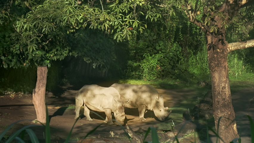 Two large gray rhinos are taking a sun bath in a clearing on a sunny day under the high crowns of green trees. Love in the animal world, a cute family of rhinos. A peeped moment from the wildlife
